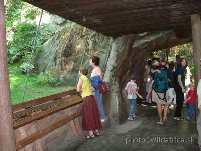 congo gorilla 06.jpg - Tunnel for visitors.